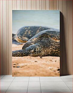 Πίνακας, Sea Turtle on the Beach Θαλάσσια χελώνα στην παραλία