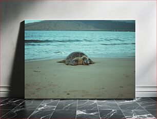 Πίνακας, Sea Turtle on the Beach Θαλάσσια χελώνα στην παραλία