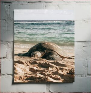 Πίνακας, Sea Turtle Relaxing on Beach Θαλάσσια χελώνα που χαλαρώνει στην παραλία
