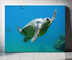 Πίνακας, Sea Turtle Underwater Θαλάσσια χελώνα Υποβρύχια