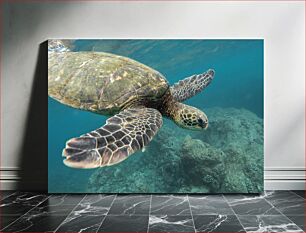 Πίνακας, Sea Turtle Underwater Θαλάσσια χελώνα Υποβρύχια