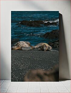 Πίνακας, Sea Turtles on Rocky Shore Θαλάσσιες Χελώνες στη Βραχώδη Ακτή