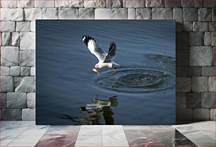 Πίνακας, Seagull Catching Fish Γλάρος που πιάνει ψάρια