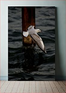 Πίνακας, Seagull in Flight Γλάρος σε πτήση