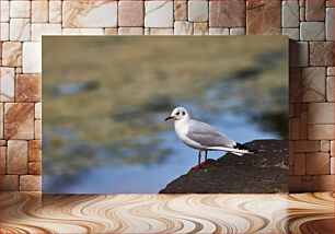 Πίνακας, Seagull on a Rock Γλάρος σε βράχο