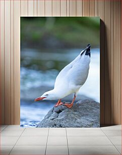 Πίνακας, Seagull on a Rock Γλάρος σε βράχο