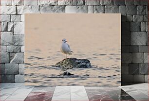 Πίνακας, Seagull on Rock Seagull on Rock