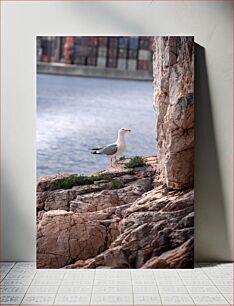 Πίνακας, Seagull on Rocky Shore Γλάρος στη Βραχώδη Ακτή