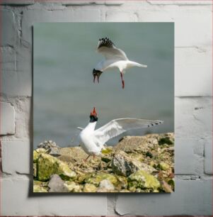 Πίνακας, Seagulls at the Shore Γλάροι στην Ακτή