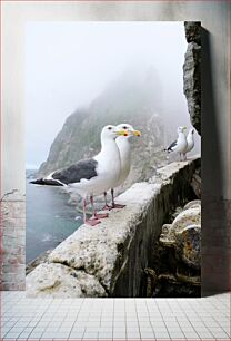 Πίνακας, Seagulls on a Foggy Cliff Side Γλάροι σε μια ομιχλώδη πλευρά του γκρεμού