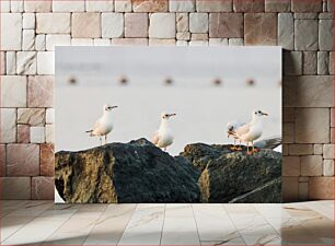 Πίνακας, Seagulls on Rocks Γλάροι στους βράχους