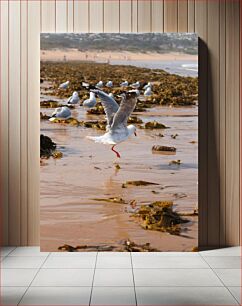 Πίνακας, Seagulls on the Beach Γλάροι στην παραλία