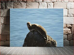 Πίνακας, Seal on a Rock Φώκια σε βράχο