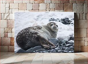 Πίνακας, Seal on Snowy Rocks Φώκια σε Snowy Rocks