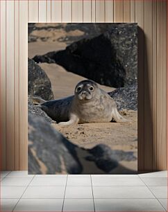 Πίνακας, Seal on the Beach Φώκια στην παραλία
