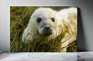 Πίνακας, Seal Pup in Grass Κουτάβι φώκιας στο γρασίδι