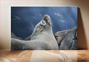 Πίνακας, Seal Relaxing on Rock Seal Relaxing on Rock
