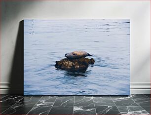 Πίνακας, Seal Resting on a Rock Φώκια που στηρίζεται σε βράχο