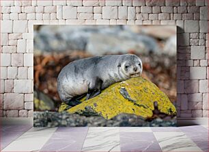 Πίνακας, Seal Resting on Rock Η φώκια στηρίζεται σε βράχο