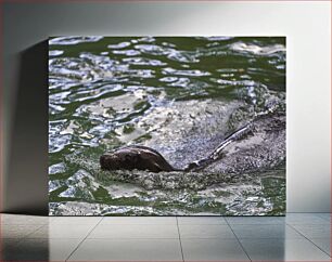 Πίνακας, Seal Swimming in Rippling Water Φώκια που κολυμπά σε κυματιστά νερά