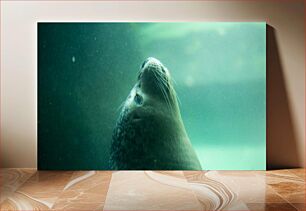 Πίνακας, Seal Underwater Φώκια Υποβρύχια
