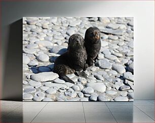 Πίνακας, Seals on Pebble Beach Φώκιες στο Pebble Beach
