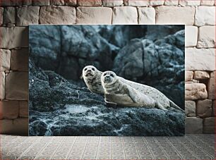 Πίνακας, Seals on Rocks Φώκιες σε βράχους