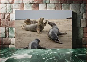 Πίνακας, Seals Resting on Beach Φώκιες που αναπαύονται στην παραλία