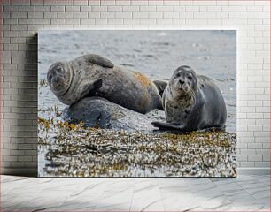 Πίνακας, Seals Resting on Rocks Φώκιες που στηρίζονται σε βράχους