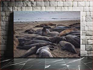 Πίνακας, Seals Resting on the Beach Φώκιες που αναπαύονται στην παραλία