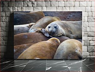 Πίνακας, Seals Resting Together Οι φώκιες αναπαύονται μαζί