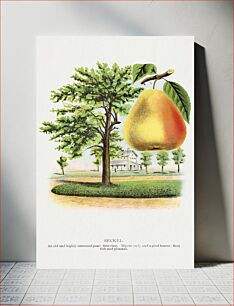 Πίνακας, Seckel pear lithograph