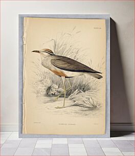 Πίνακας, Senegal Courier, Plate 24 from Birds of Western Africa, William Home Lizars