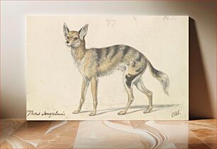Πίνακας, Senegalese Wolf or Grey Jackal by Charles Hamilton Smith