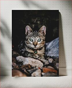 Πίνακας, Serene Cat Γαληνόγατα