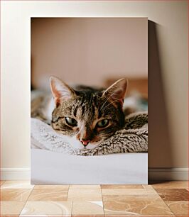 Πίνακας, Serene Cat Relaxing Γαλήνια Γάτα Χαλαρωτική