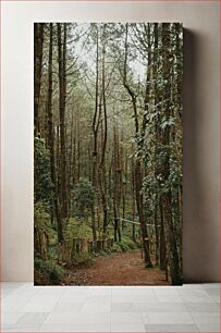 Πίνακας, Serene Forest Path Γαλήνιο Δασικό Μονοπάτι