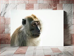 Πίνακας, Serene Monkey Portrait Γαληνό πορτρέτο μαϊμού