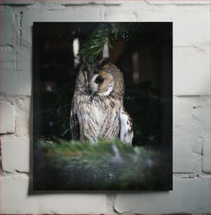 Πίνακας, Serene Owl in the Forest Γαλήνια Κουκουβάγια στο Δάσος