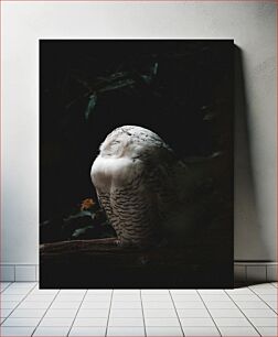Πίνακας, Serene Owl Γαλήνια Κουκουβάγια