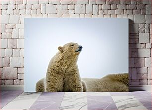 Πίνακας, Serene Polar Bear Γαλήνια πολική αρκούδα