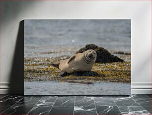 Πίνακας, Serene Seal on the Shore Γαλήνια φώκια στην ακτή
