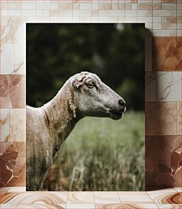 Πίνακας, Serene Sheep in Nature Γαλήνια πρόβατα στη φύση