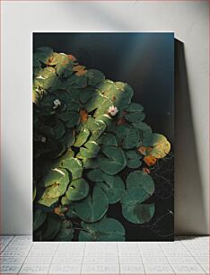 Πίνακας, Serene Water Lilies Γαλήνια Νούφαρα