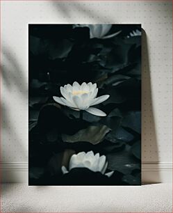 Πίνακας, Serene Water Lily Γαληνό νούφαρο