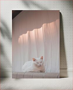 Πίνακας, Serene White Cat Relaxing Γαλήνια Λευκή Γάτα Χαλαρωτική