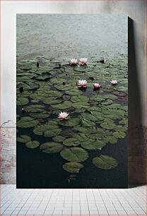 Πίνακας, Serenity of Water Lilies Serenity of Water Lilies
