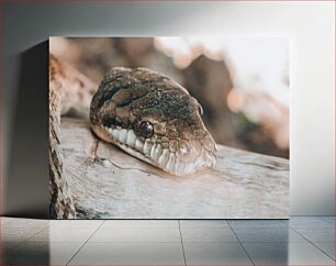 Πίνακας, Serpent in Nature Φίδι στη Φύση