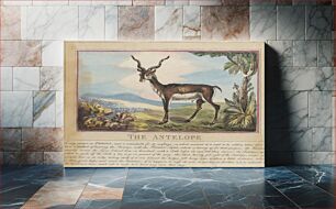 Πίνακας, Set of eight with title-page. 'Foreign and Domestick Animals.' 8. The Antelope