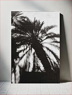 Πίνακας, Shadow of Palm Trees Shadow of Palm Trees
